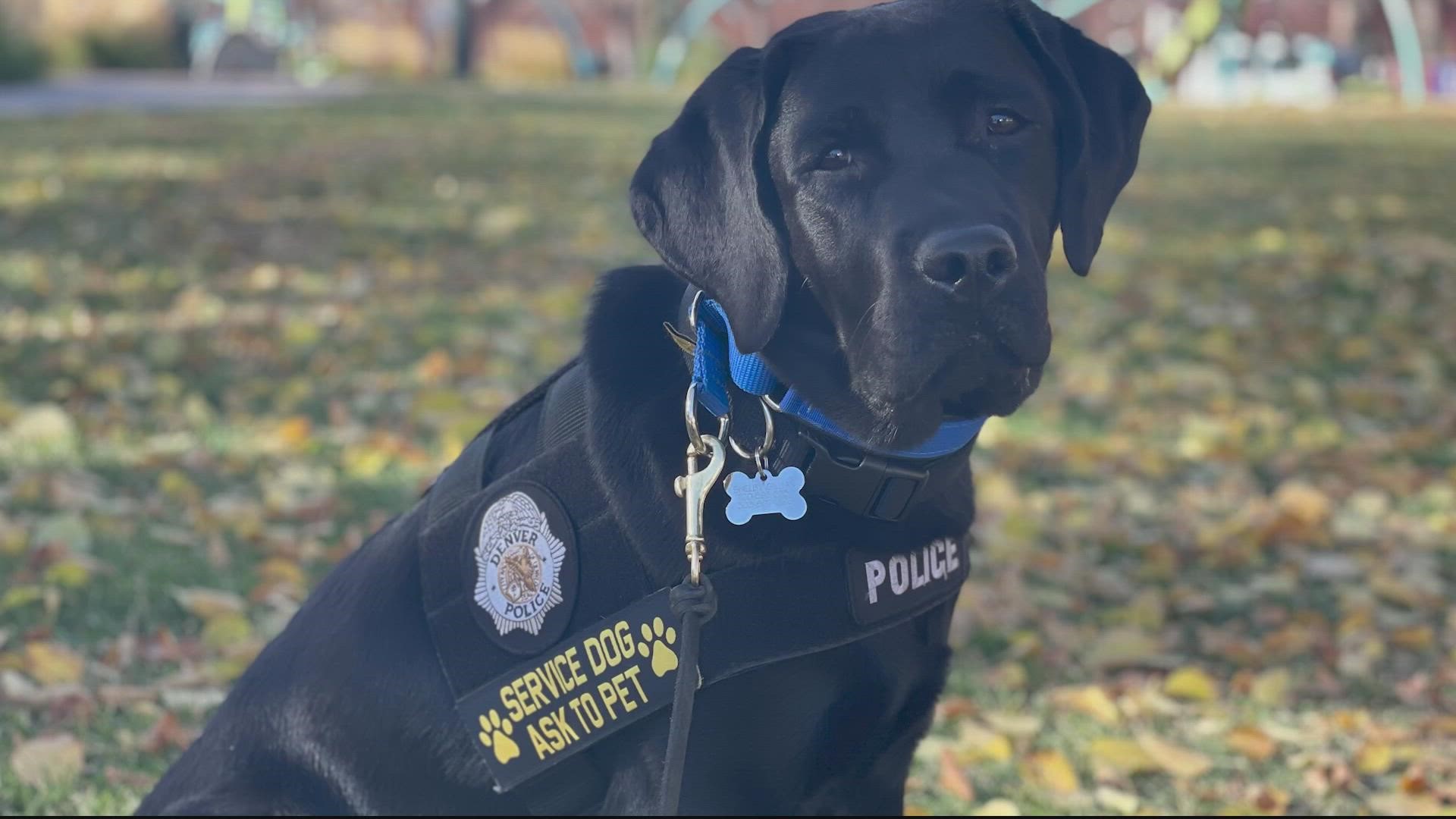 Lila: The emotional support dog of the Capitol Police 