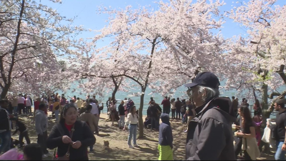Thousands visit DC to see the cherry blossoms in peak bloom
