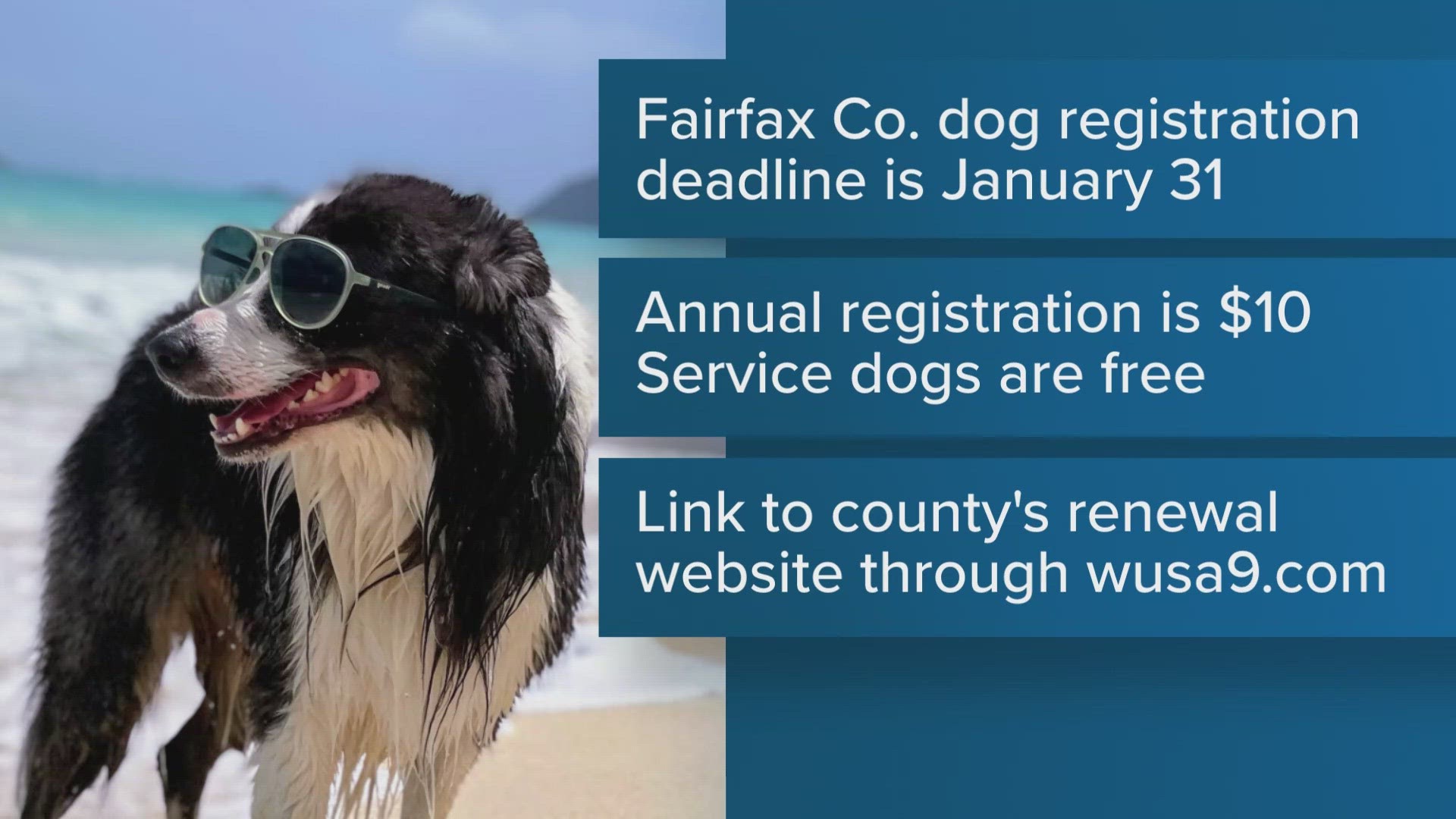 Register service best sale dog free