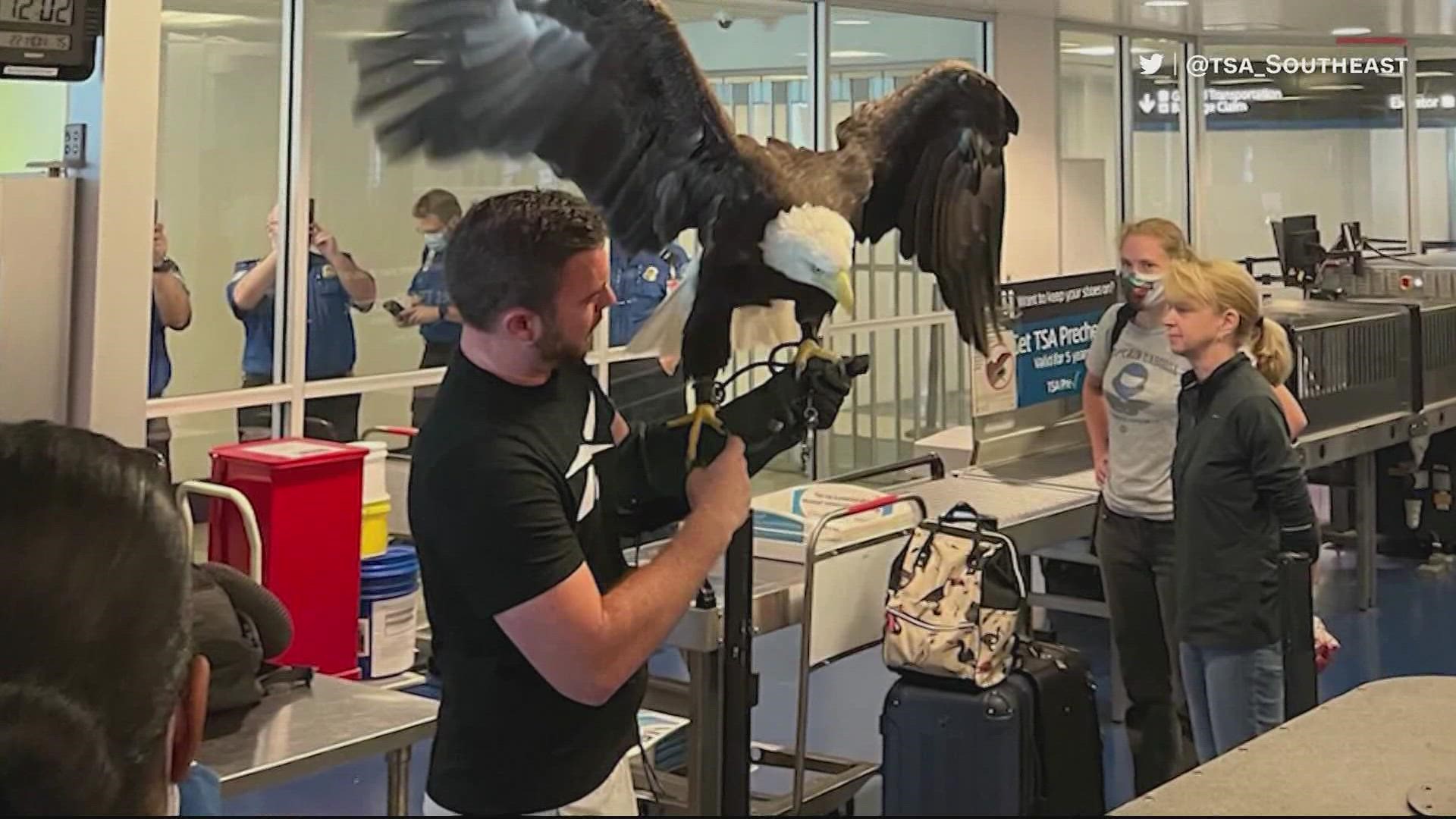 A bald eagle at Charlotte Douglas Airport!
His name is Clark.