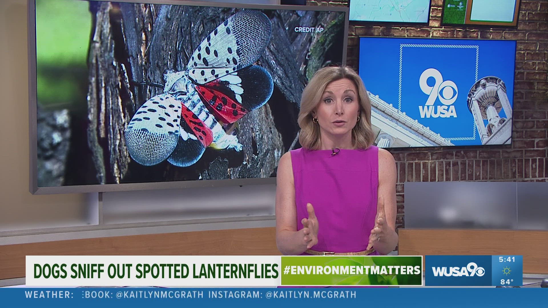 In today's Eco9 report, researchers in Virginia are using a new technique to sniff out spotted lantern-flies.