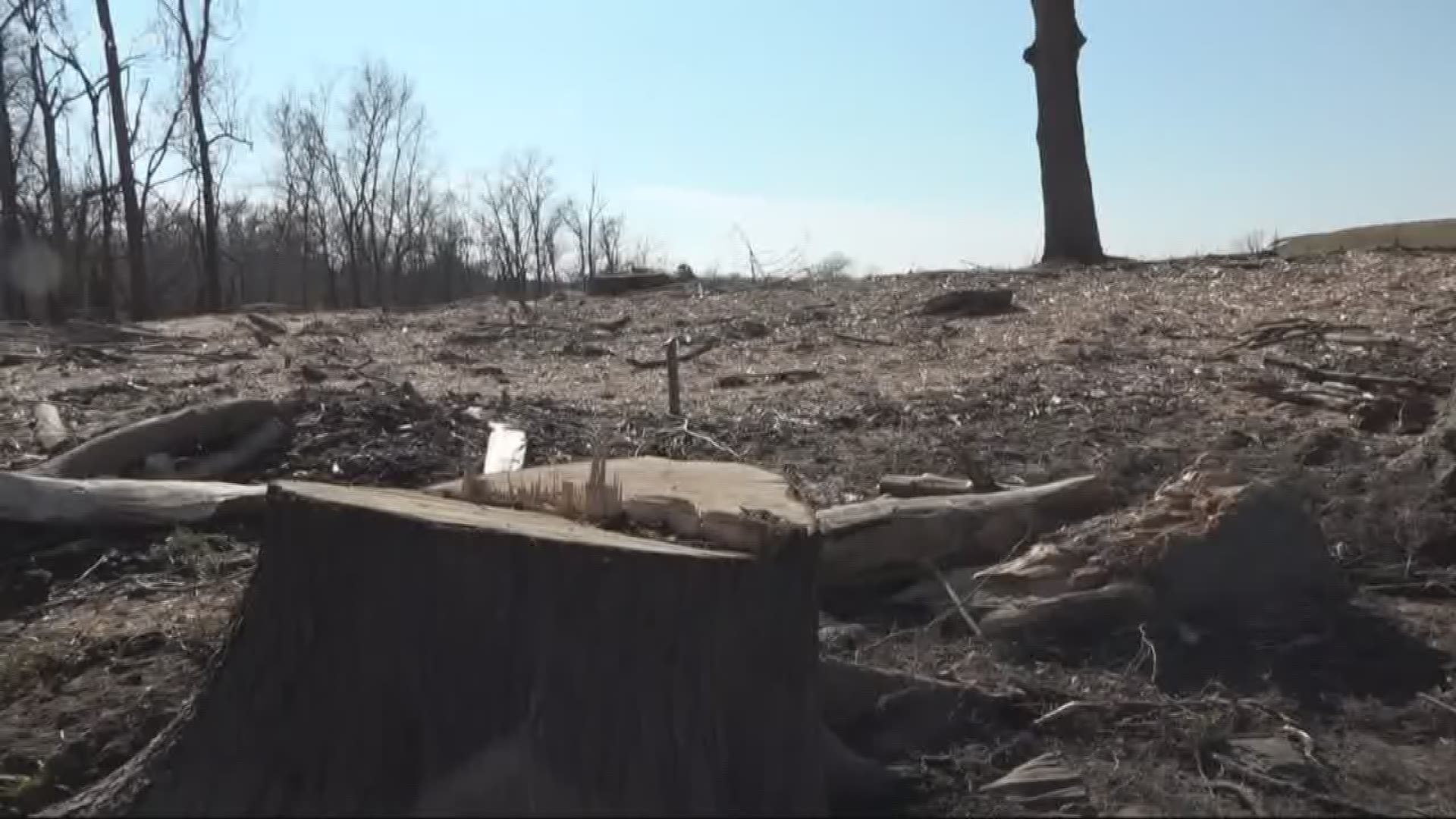 The Potomac River Keeper Network is accusing President Donald Trump and his Trump National golf course of creating an environmental disaster by clear cutting a grove of mature trees on the banks of the Potomac to improve the view from a riverside putting green.