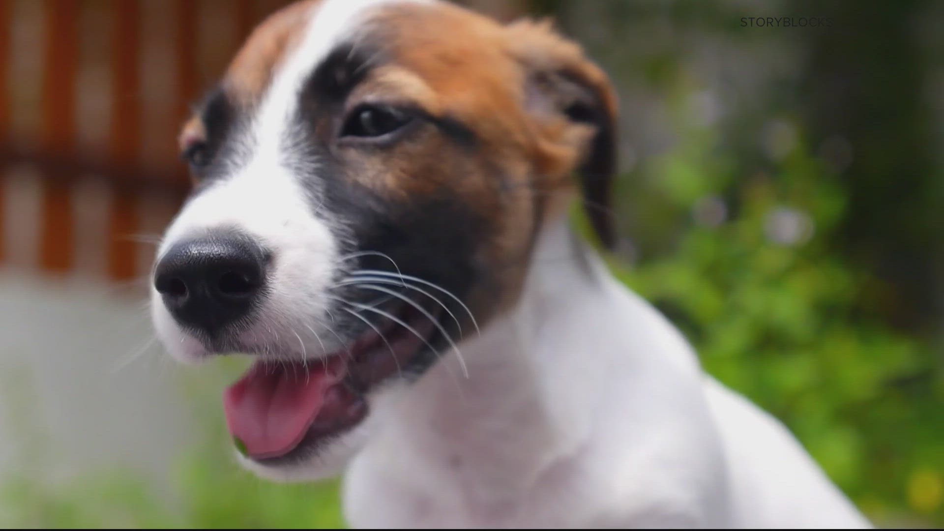 Despite the name, the "doggy-paddle" doesn't come naturally to all dogs.