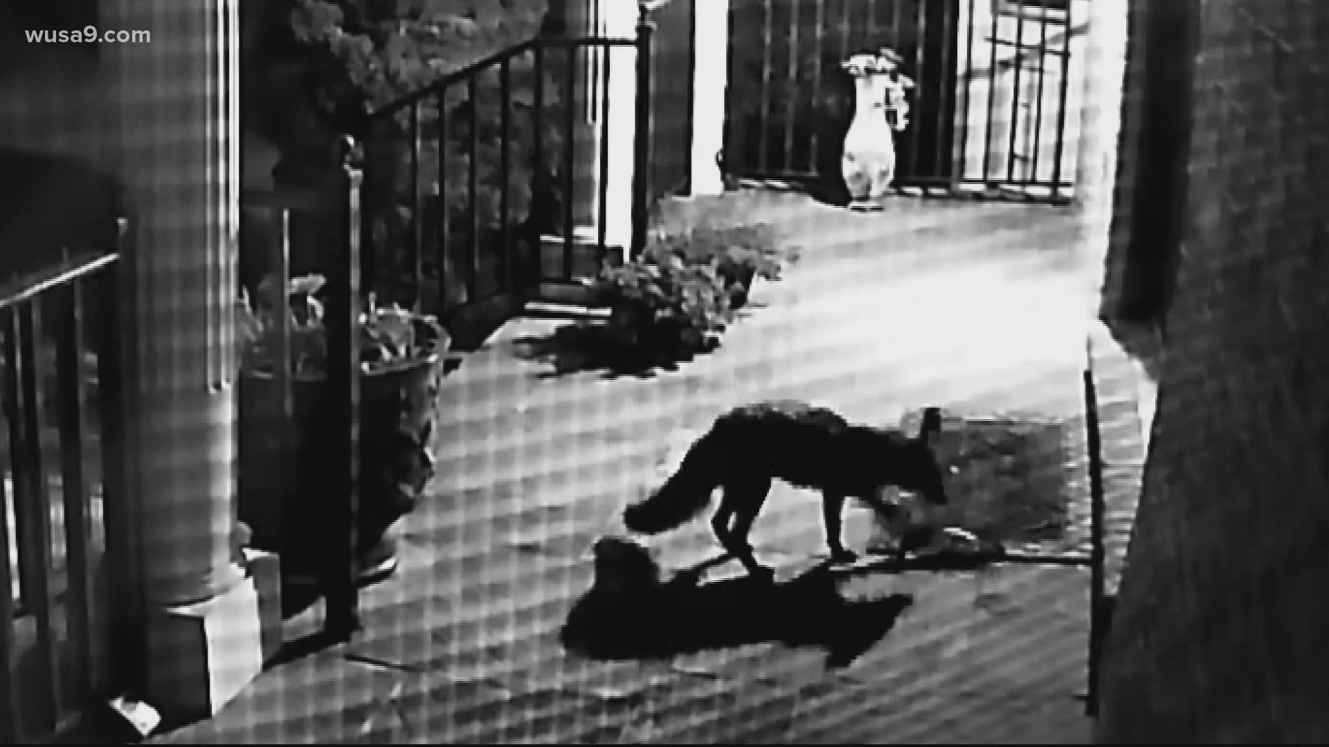 Furbearers with a foot fetish have been caught on security cameras throughout the region as the culprits behind a string of shoe thefts.