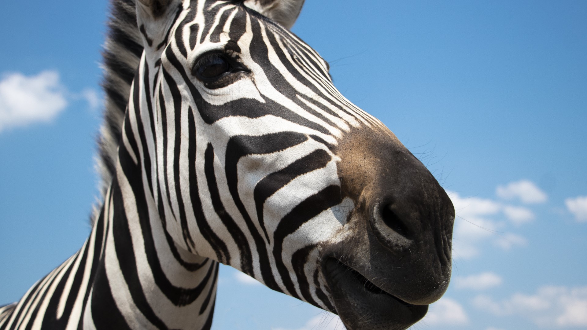 Can the Zebras on the loose make it through winter?