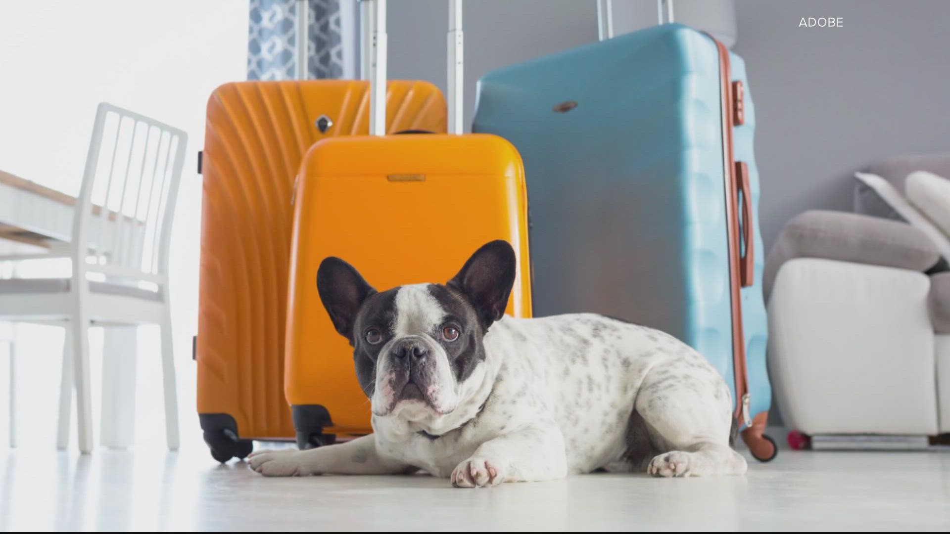 Airlines don't have to accommodate emotional support animals 