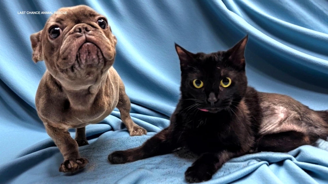 Two tails, six paws, one home: Special needs dog, cat get adopted together
