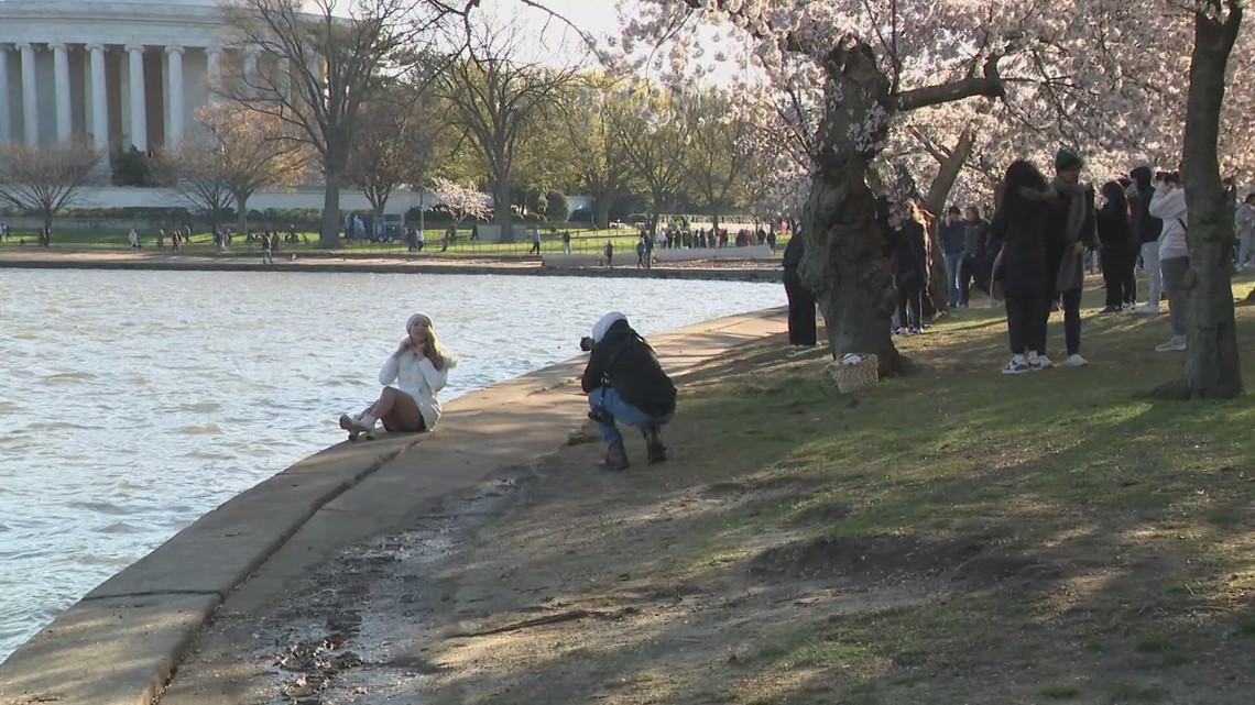 Blooms survive storm as Cherry Blossom Festival kicks off | wusa9.com