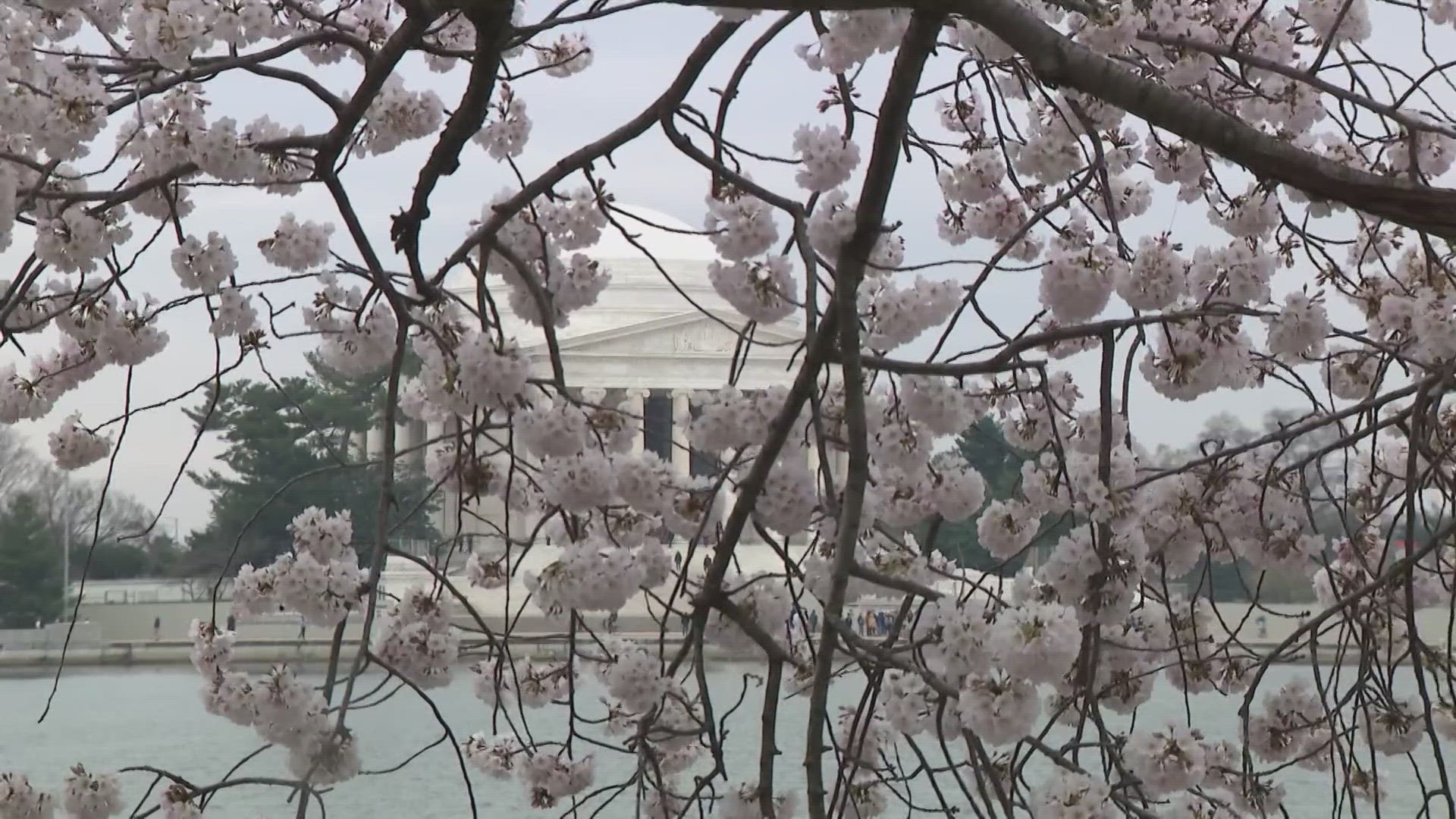 The National Park Service is expecting the Cherry Blossom trees to make peak bloom between March 23-26.