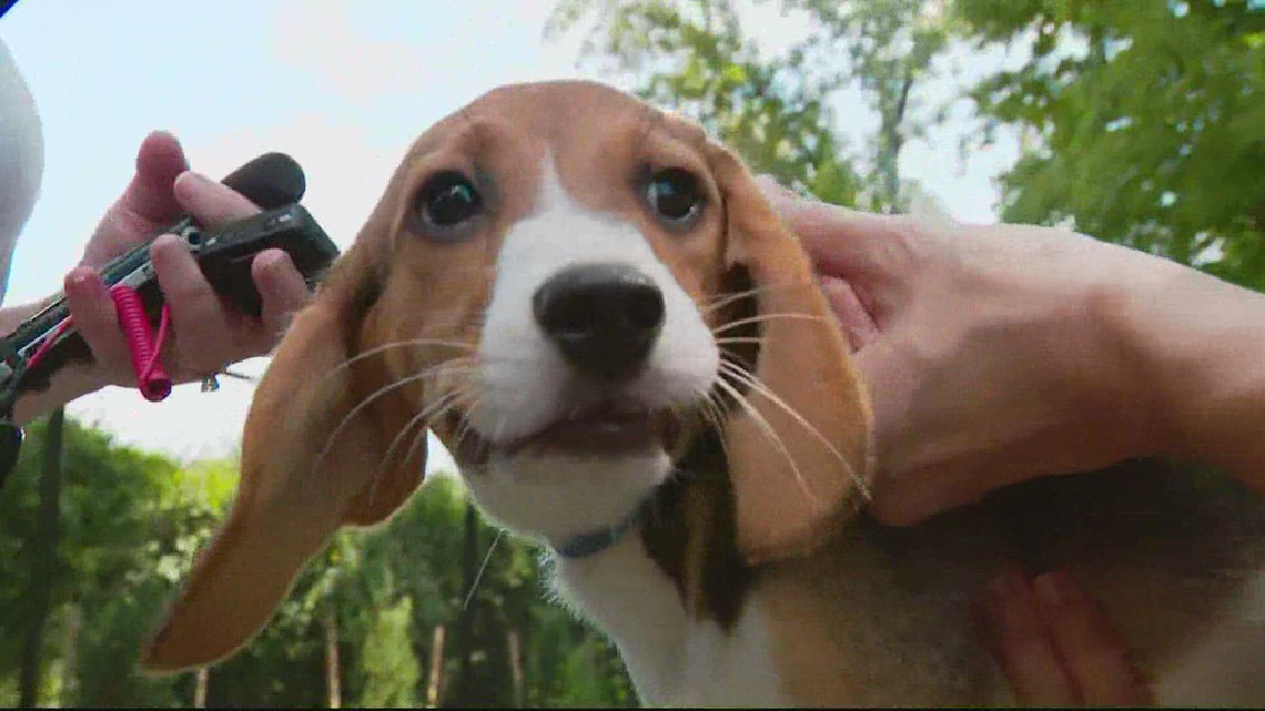16 Beagle puppies arrive at the Fairfax County Animal Shelter