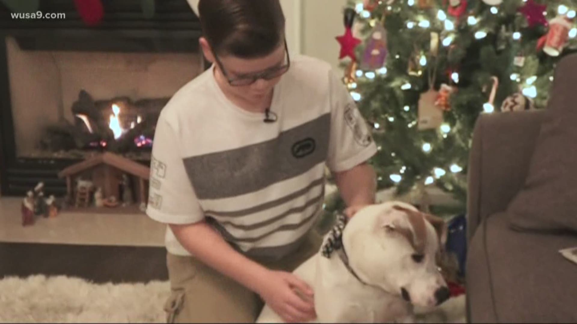 petco 3 legged dog christmas 2020 Three Legged Dog Helps Virginia Boy Cope With Bullying Wusa9 Com petco 3 legged dog christmas 2020