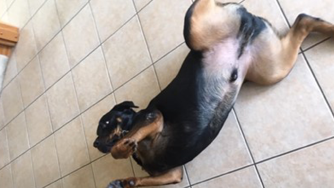 Upper Marlboro Animal Shelter Pgc Animalshelter Instagram Profile