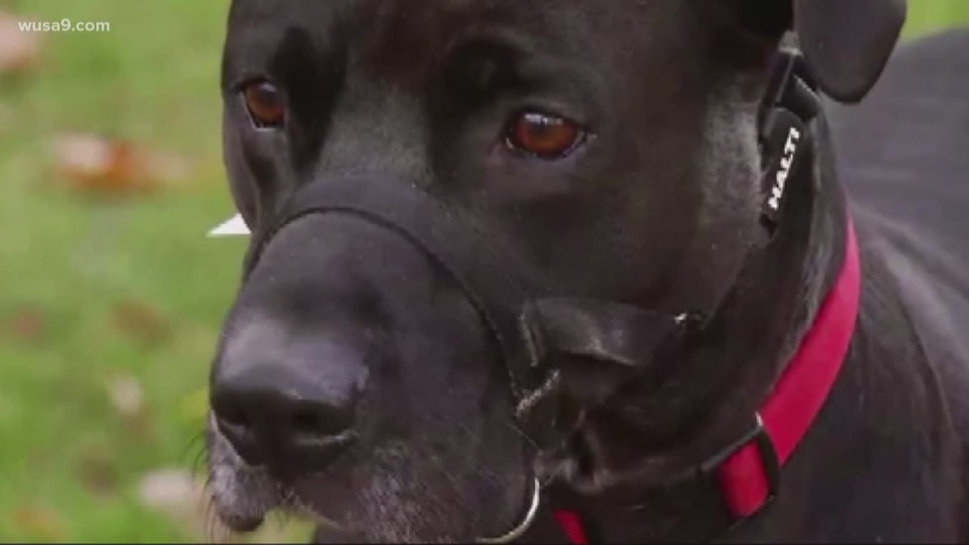 Prince George's Pit Bull Ban dropped from proposed animal control legislation