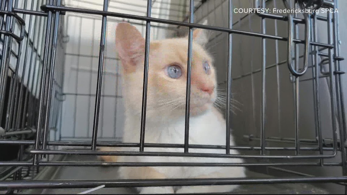 Fredericksburg SPCA take in dozens of cats and dogs displaced by ...
