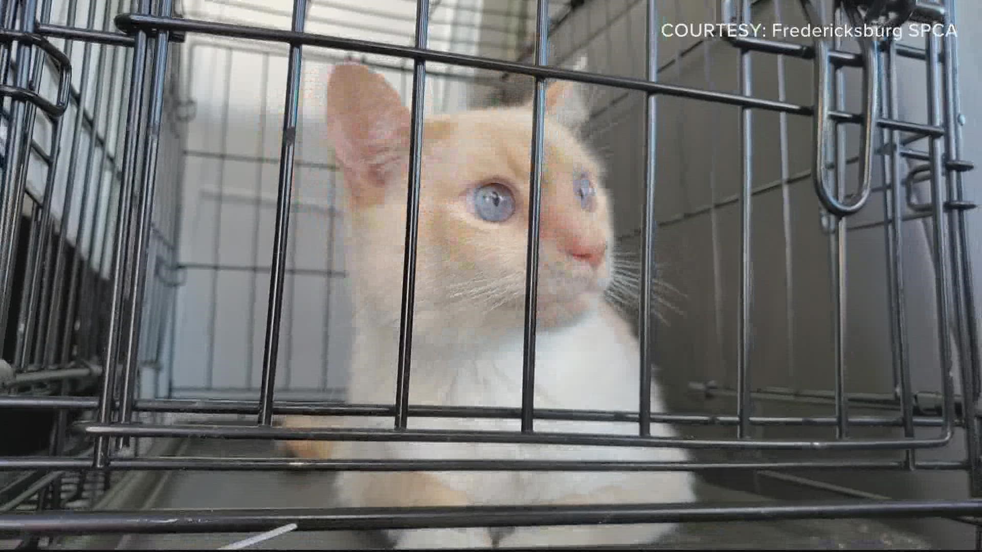 Fredericksburg SPCA Take In Dozens Of Cats And Dogs Displaced By ...