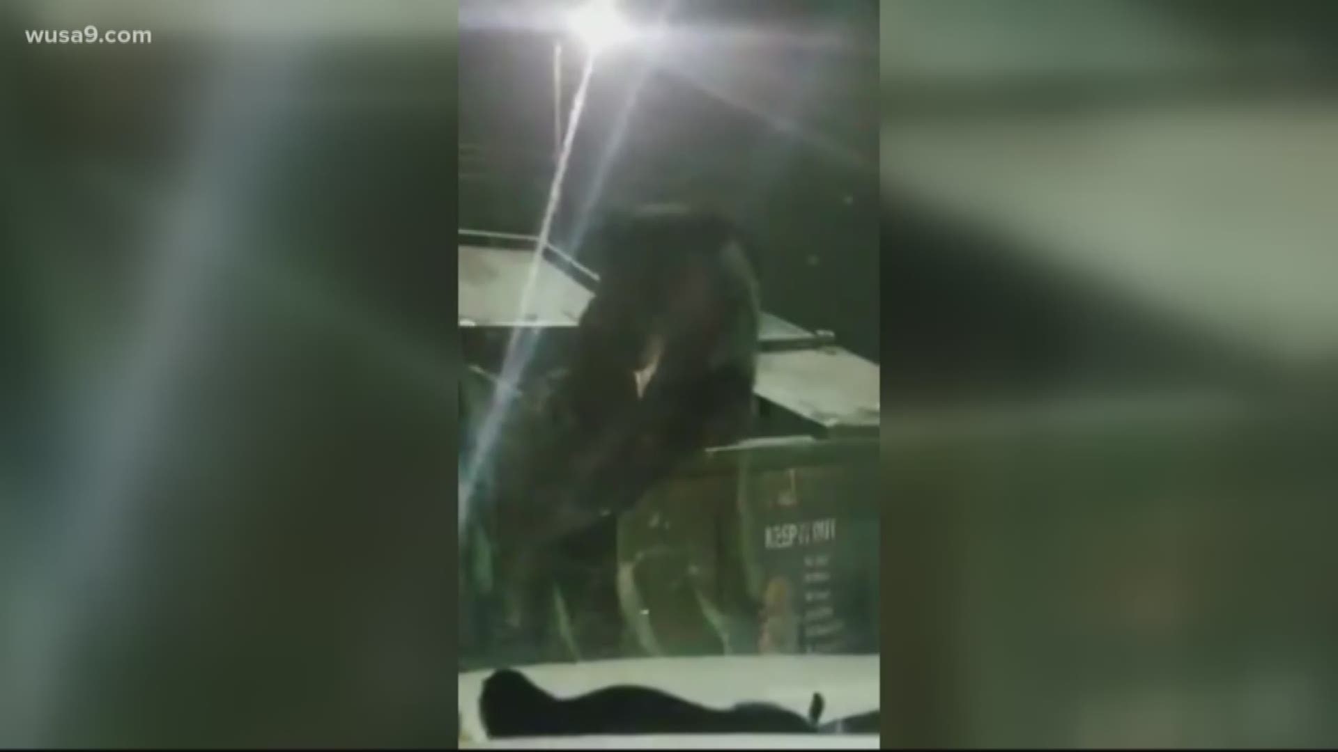 A huge bear was seen dumpster diving for snacks at a Tennessee gas station.