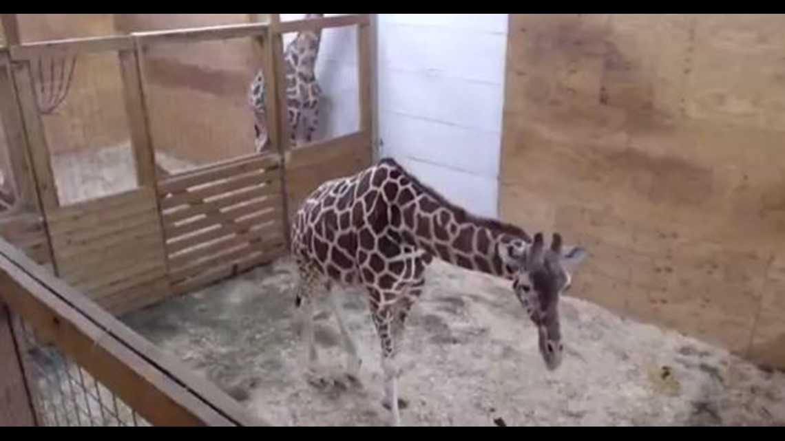 All Of Your April The Giraffe Questions Answered Wusa9 Com