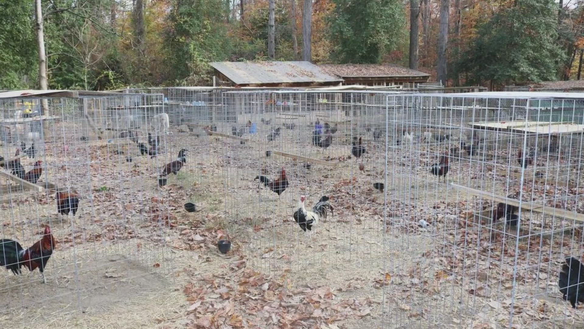 An illegal cockfighting ring has been busted wide open in Stafford County.