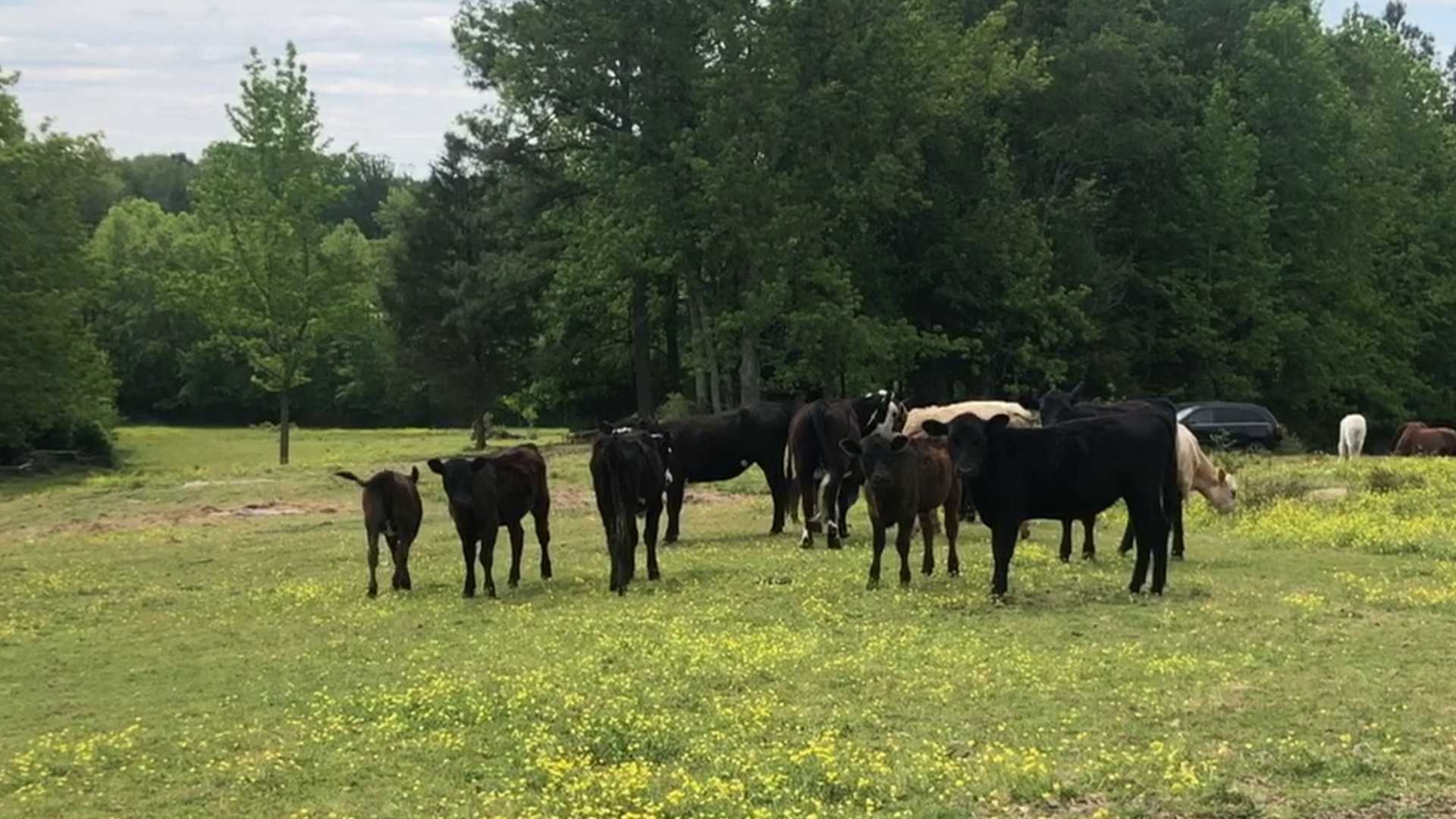 Loudoun County fair hosts virtual livestock auction amidst COVID-19 pandemic.