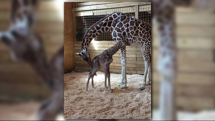 He's how tall? Birth stats out for April the giraffe's calf | wusa9.com