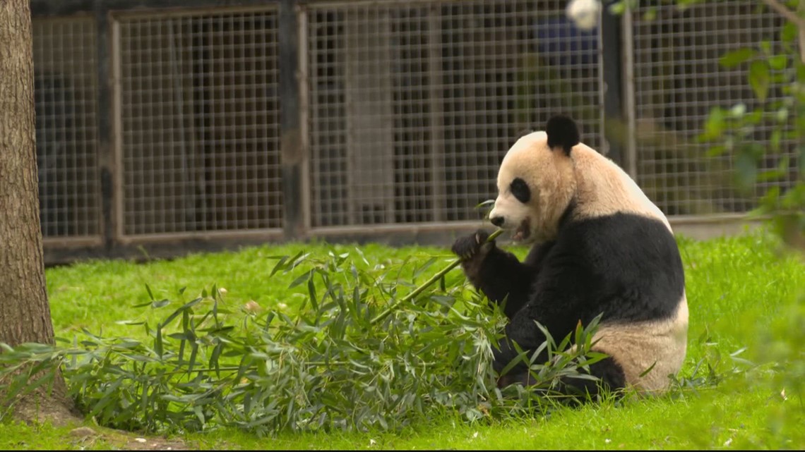 Giant pandas leave National Zoo after 50 years in DC - UserInterface News