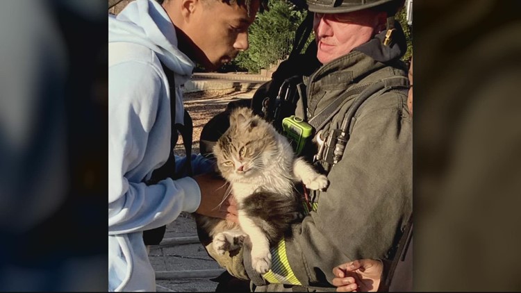 猫从火获救,第二只猫发现安全躲避烟雾