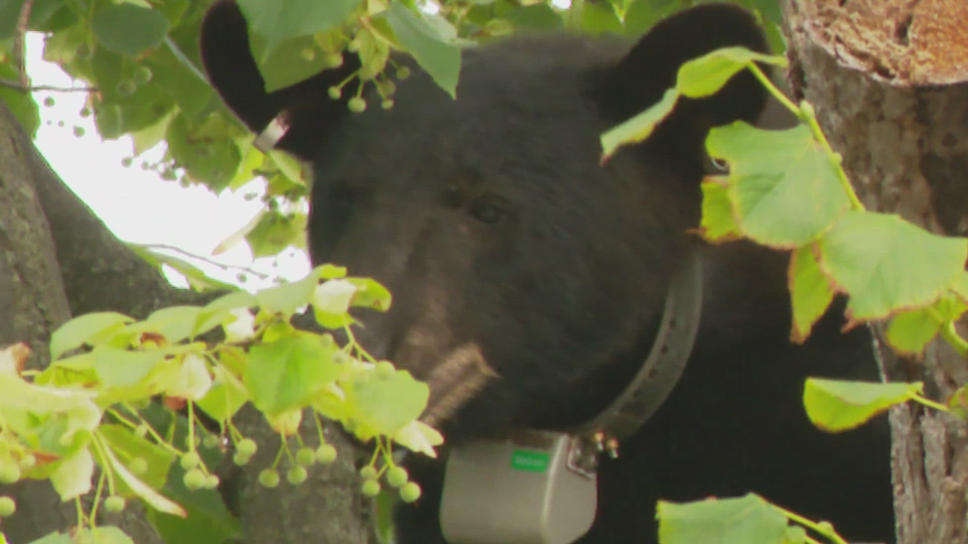 He doesn't start until July, but officials say he already has a "beary" busy schedule.