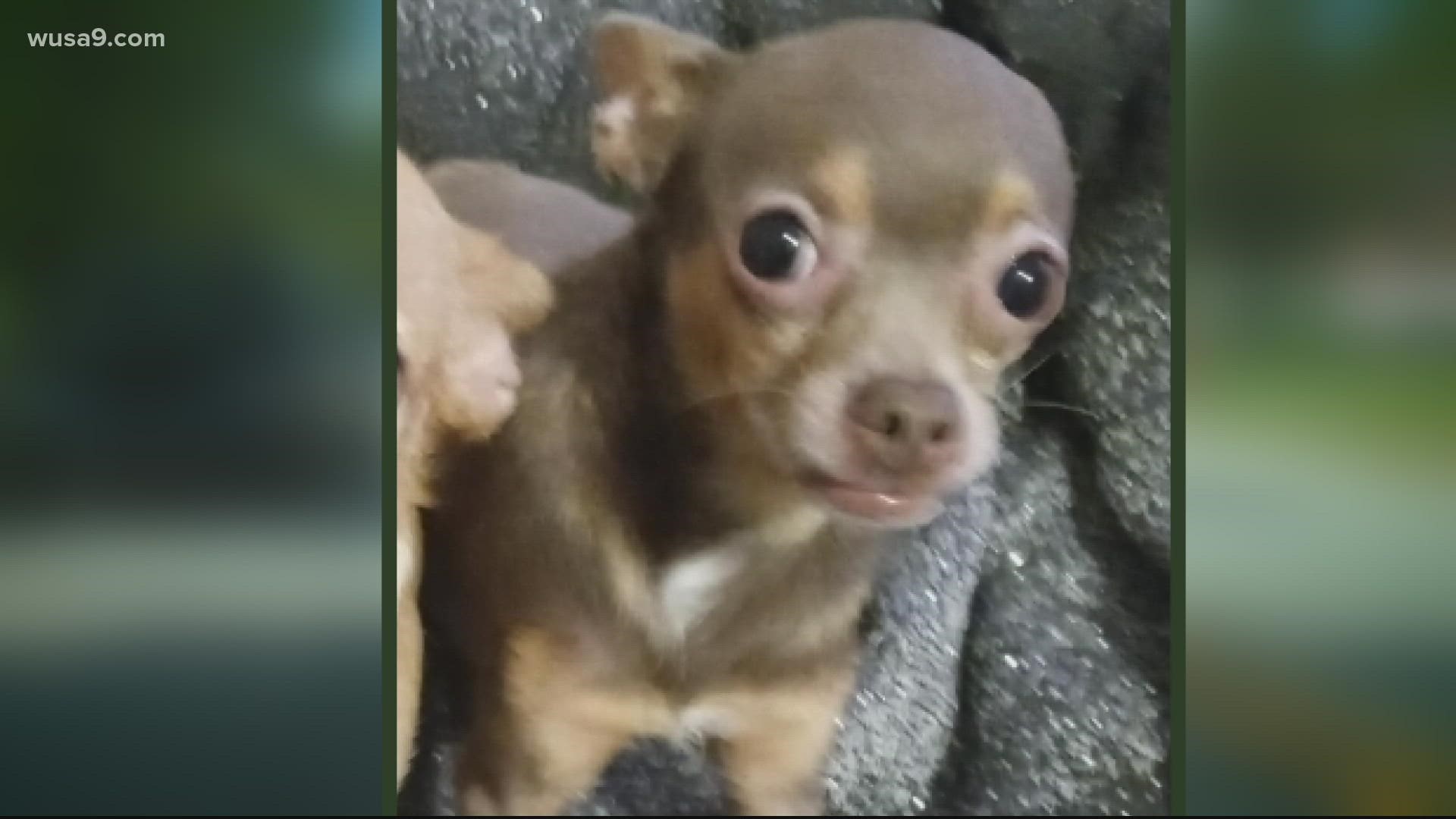 The 7-year-old chihuahua is an emotional support animal for a young boy who lives with Cerebral Palsy.
