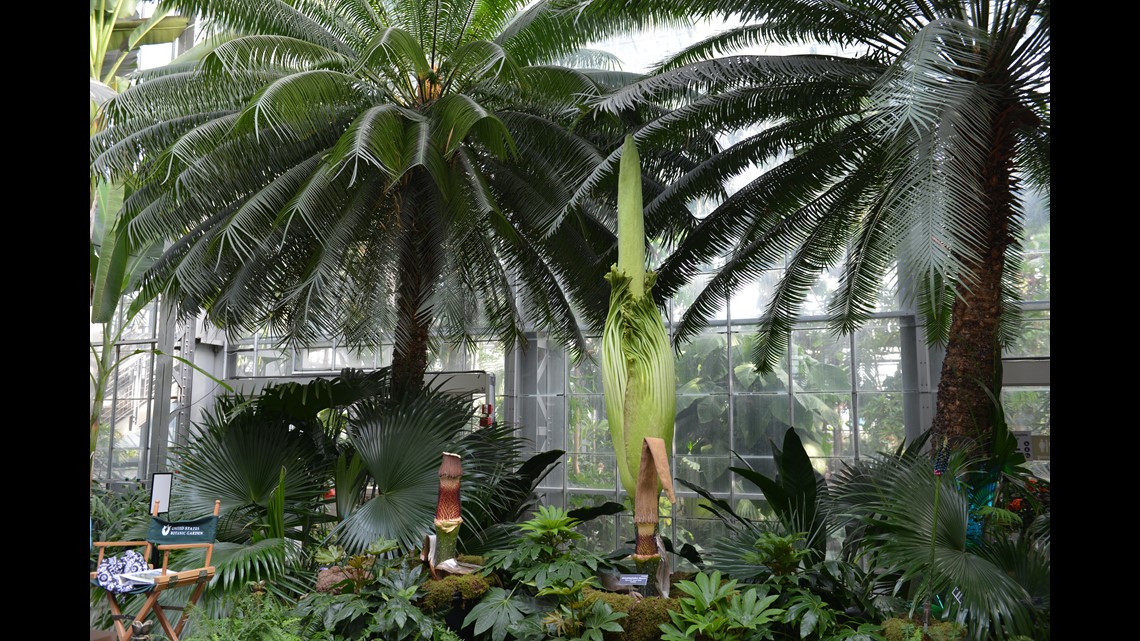 Corpse Flowers  United States Botanic Garden