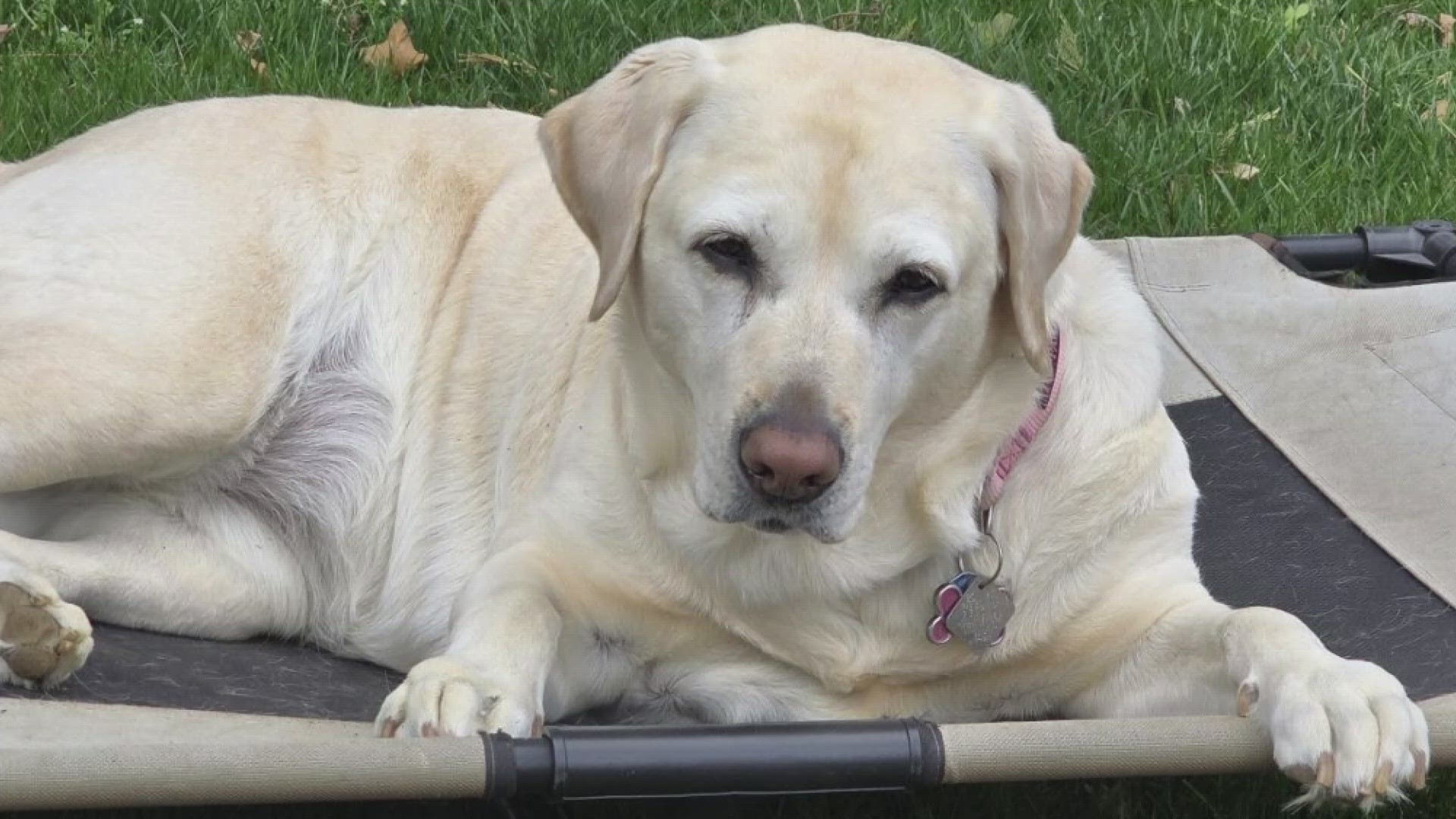 A Montgomery County family is singing their praises for their 8-year-old labrador, Molly, after they say she alerted them to a fire in their basement.