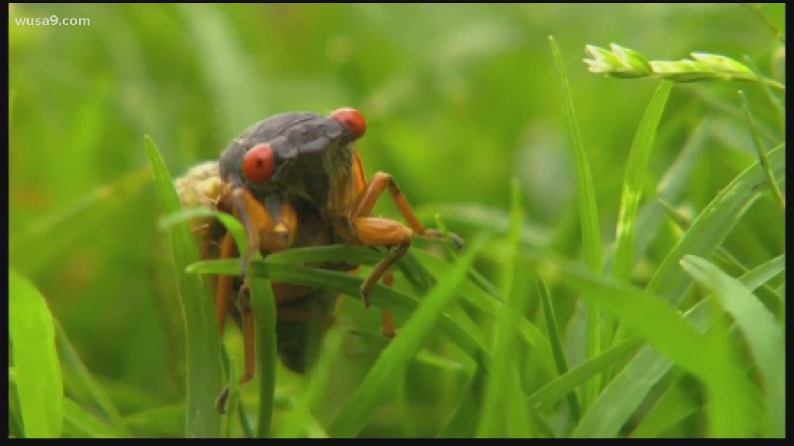 Answering your questions on the coming cicada Brood X - Vimarsana News