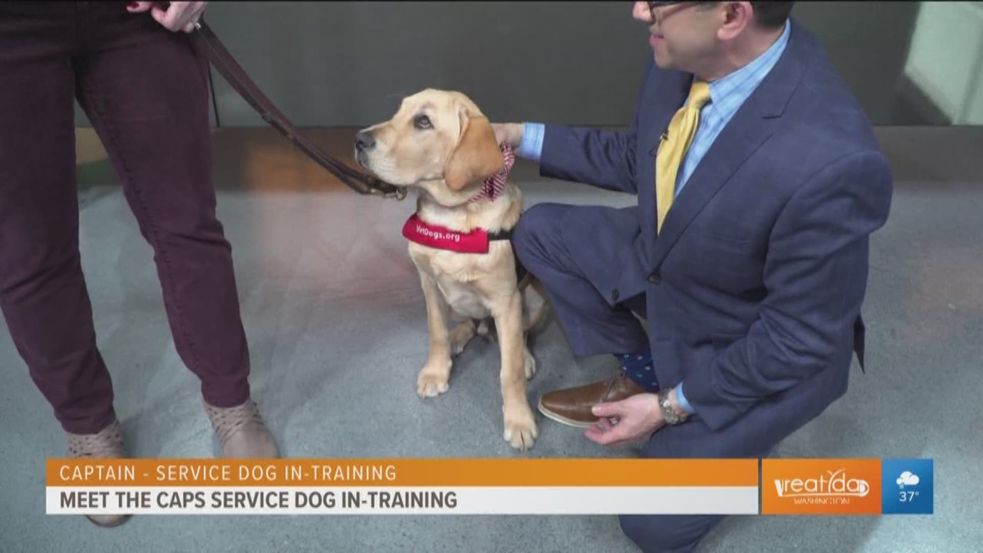 Captain, the Capitals service dog in-training joins Great Day with Captain's handler, Deana Stone of American's Vet Dogs.
