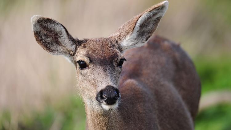 Biting flies' disease killing deer across Virginia 