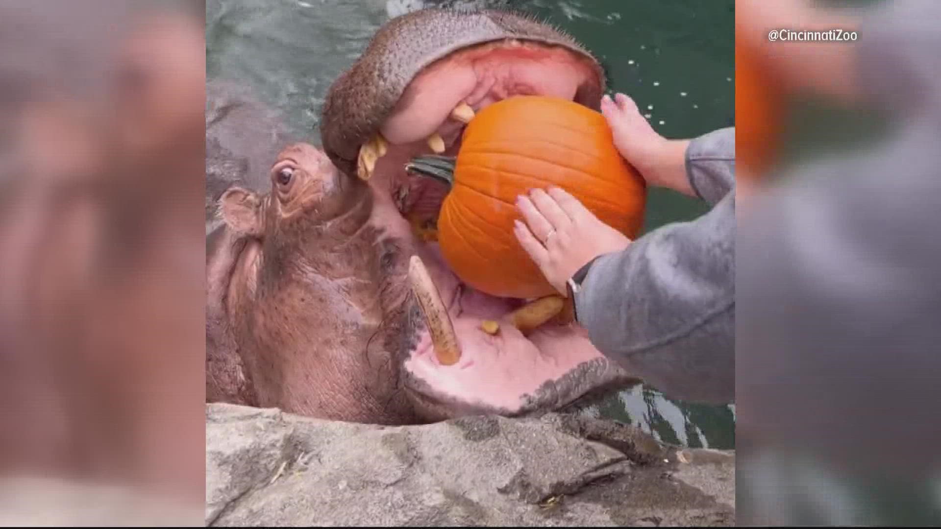 Watch this hippo feast on a pumpkin to celebrate the national holiday.