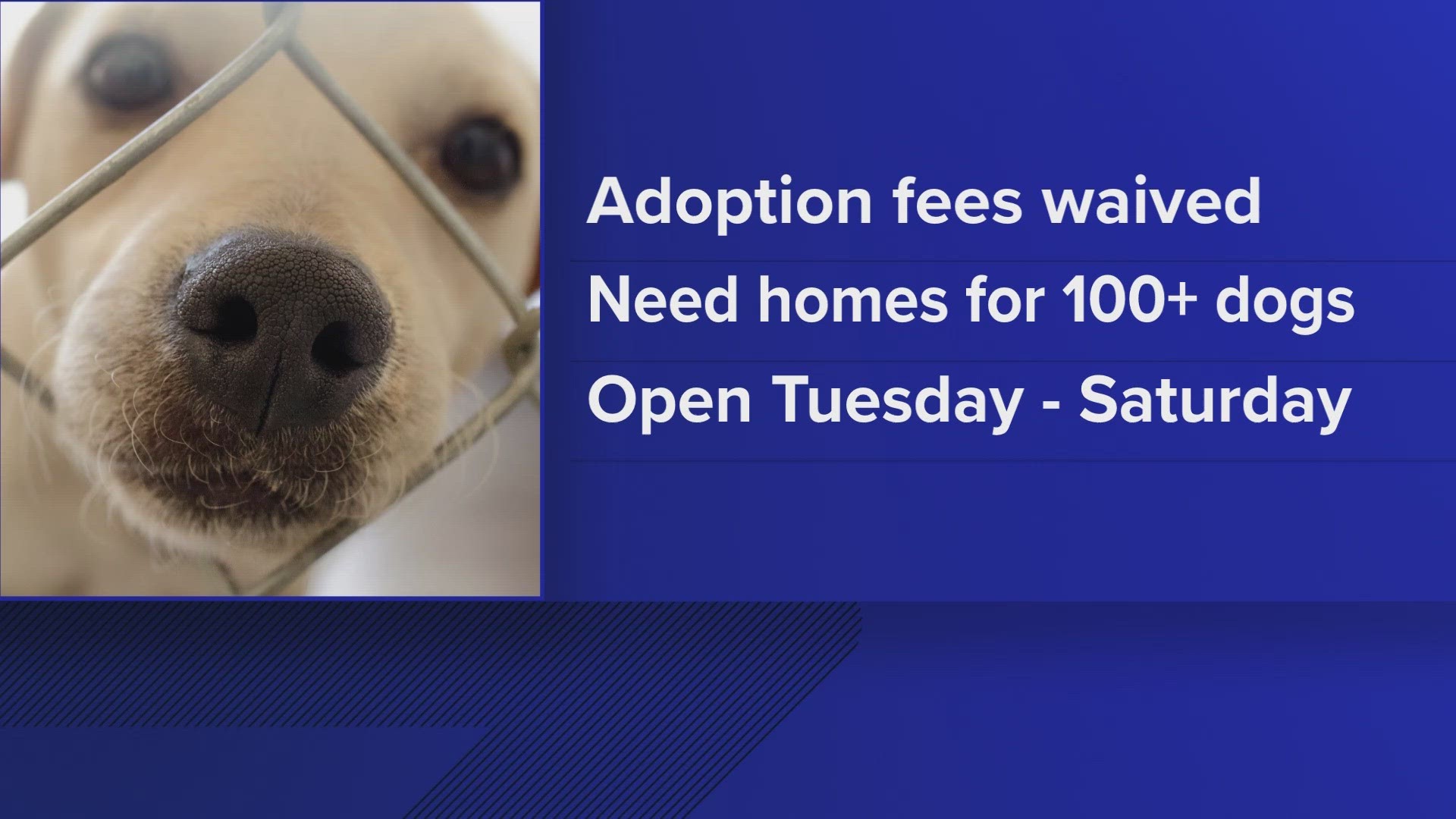 The shelter is open and waiving all pet adoption fees to help move animals out of its facility.