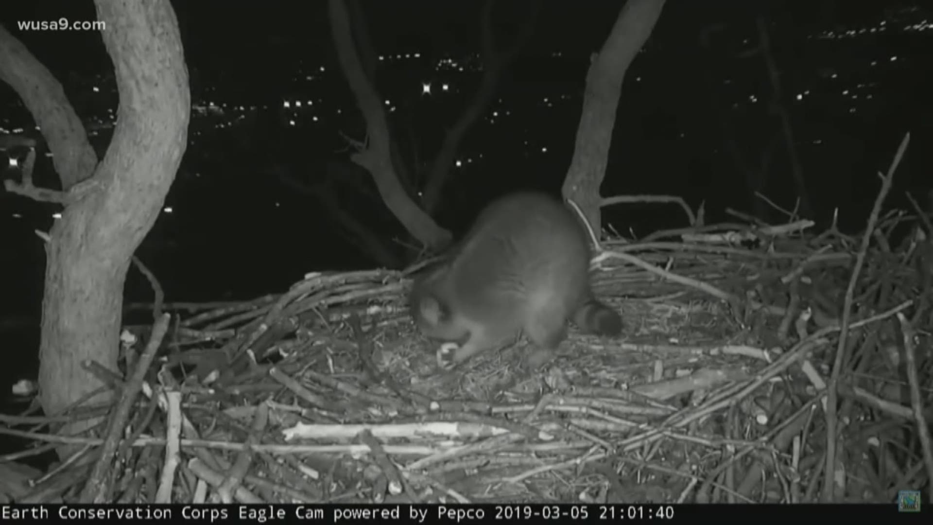 There's more high drama, high in a tree for DC's famous lovebirds.