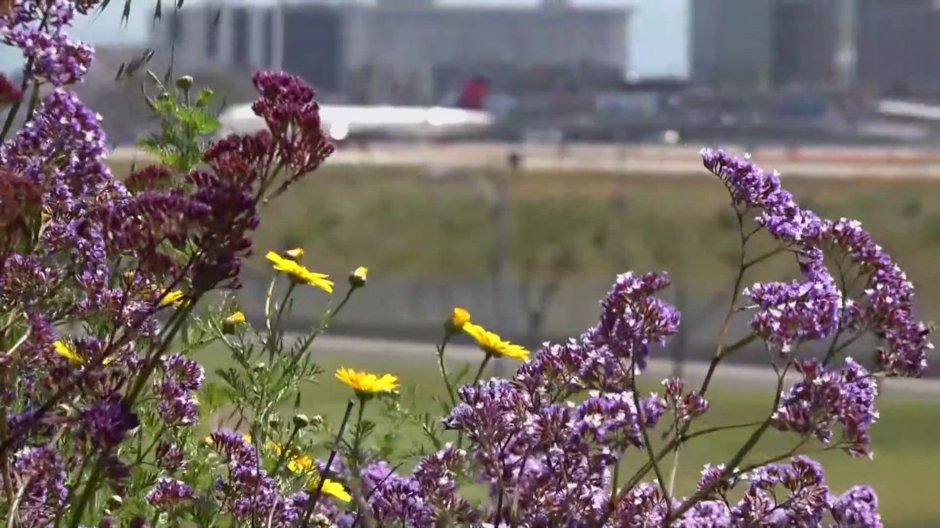The flowers can be seen outside LAX.