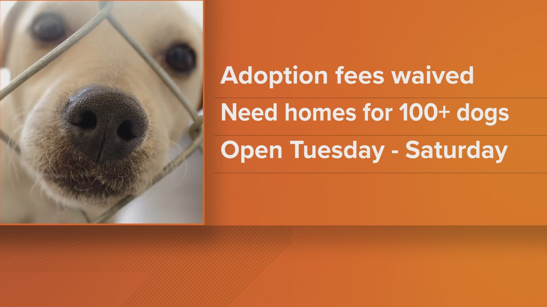 The shelter is hoping to find homes for 100 pups.