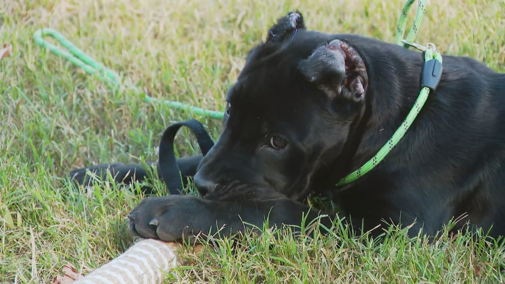 Police say a dognapping case has been officially solved. An 18-year-old man has been arrested in connection with the theft of a Cane Corso puppy named "Pepper".