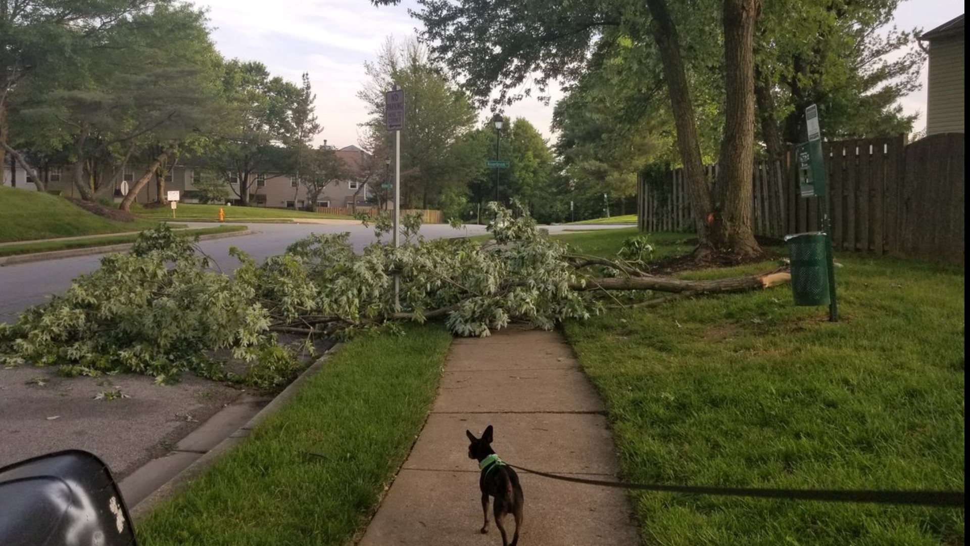 Thousands still without power after severe storms fell trees and power ...