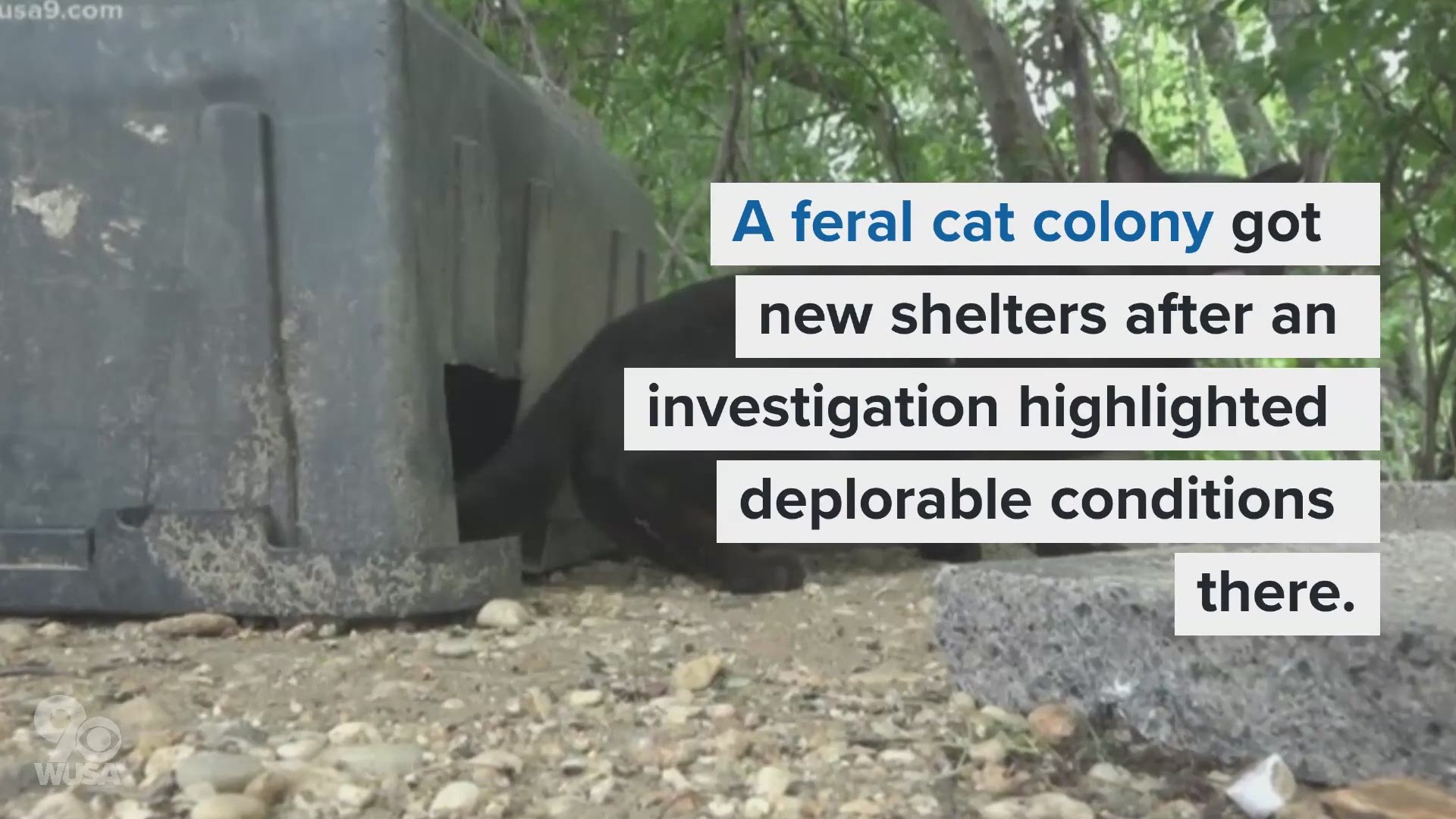 Feral cats are still present, despite warnings from conservation organizations that the animals act as an 'invasive species' in the environment.