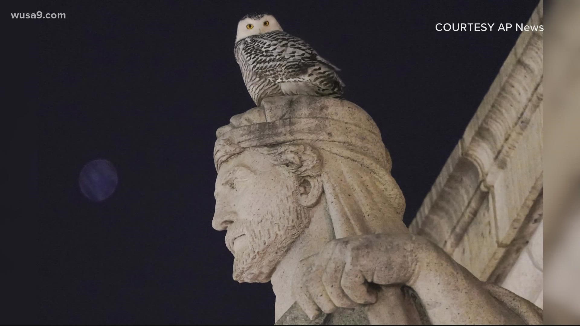 The owl was first spotted on DC on January 3.