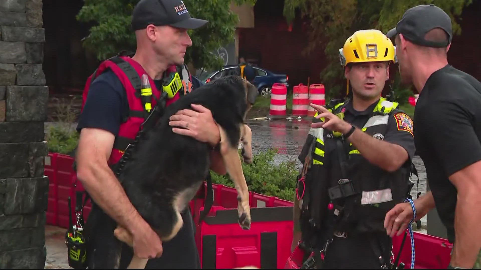 Ten dogs died after a wall at the business collapsed -- and water rushed inside.