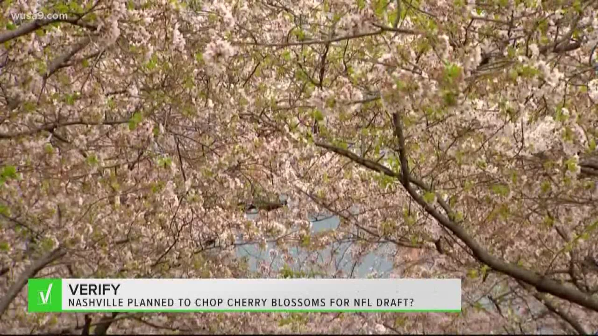The city of Nashville planned to cut down cherry trees to put up a stage for the NFL draft, but public outcry stopped the plans.