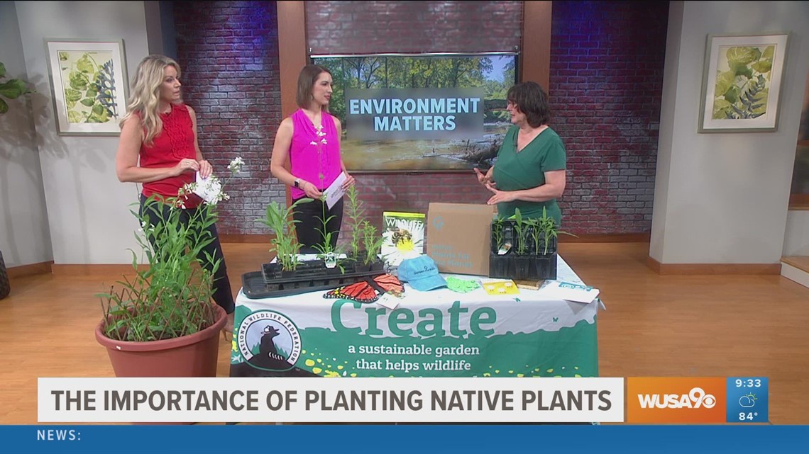 Turn your backyard into a wildlife habitat with these tips for growing native plants