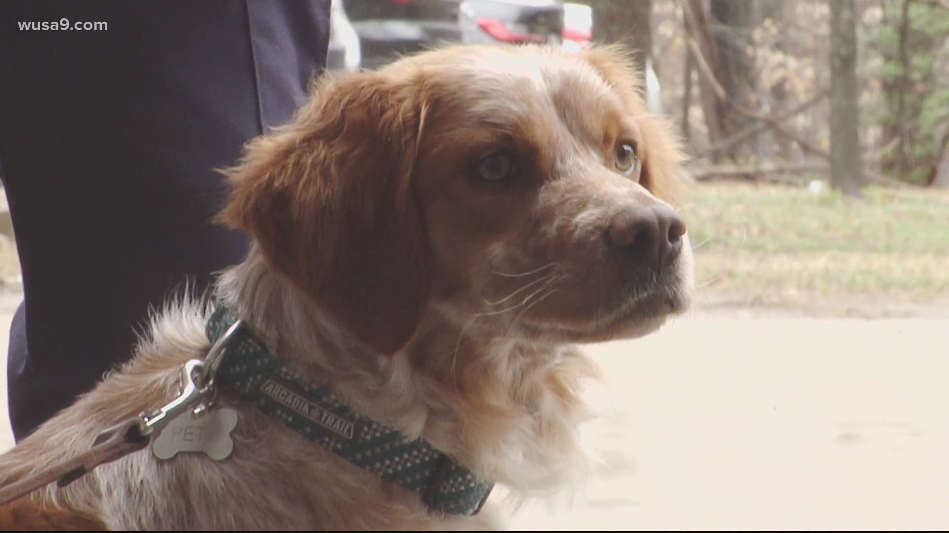 PGPD emotional support dog, Prince George's police dog Pete 