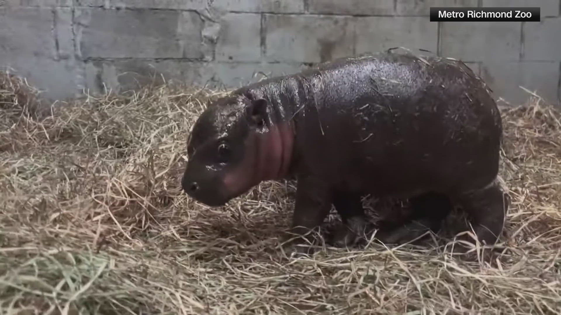The zoo is now having a runoff vote between "Poppy" and "Hammie Mae".