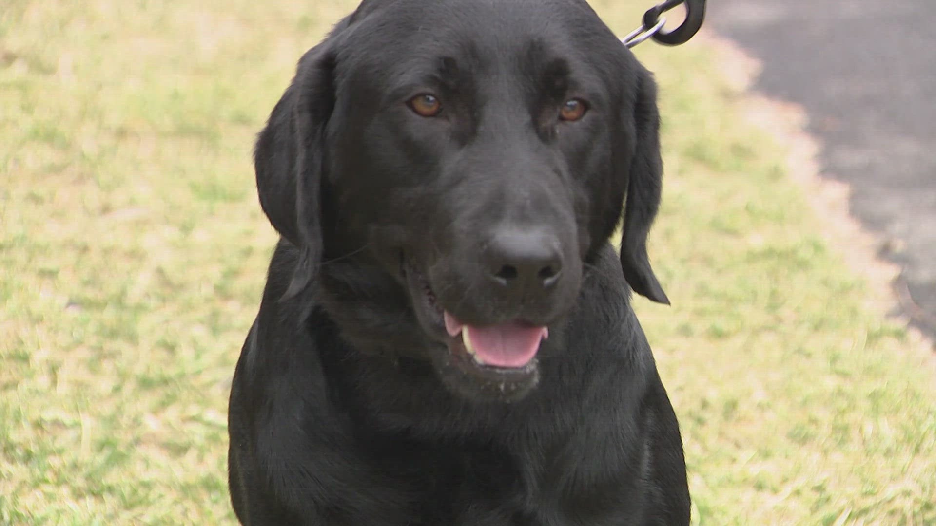 WE ARE GETTING A BETTER IDEA OF HOW A NEW DRUG SNIFFING DOGS PROGRAM IN LOUDON COUNTY WILL WORK.