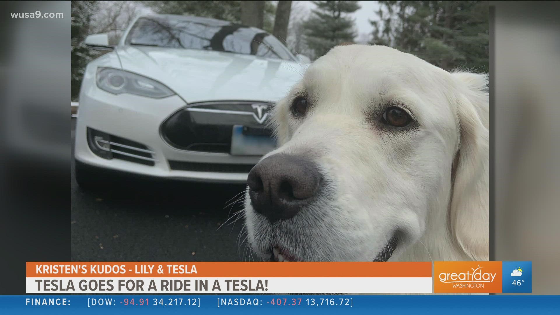 The Fulton family in Maryland created a bucket list for their beloved dog, Tesla, as she battles cancer. Top of the list... take a ride in a Tesla. Kristen's Kudos.