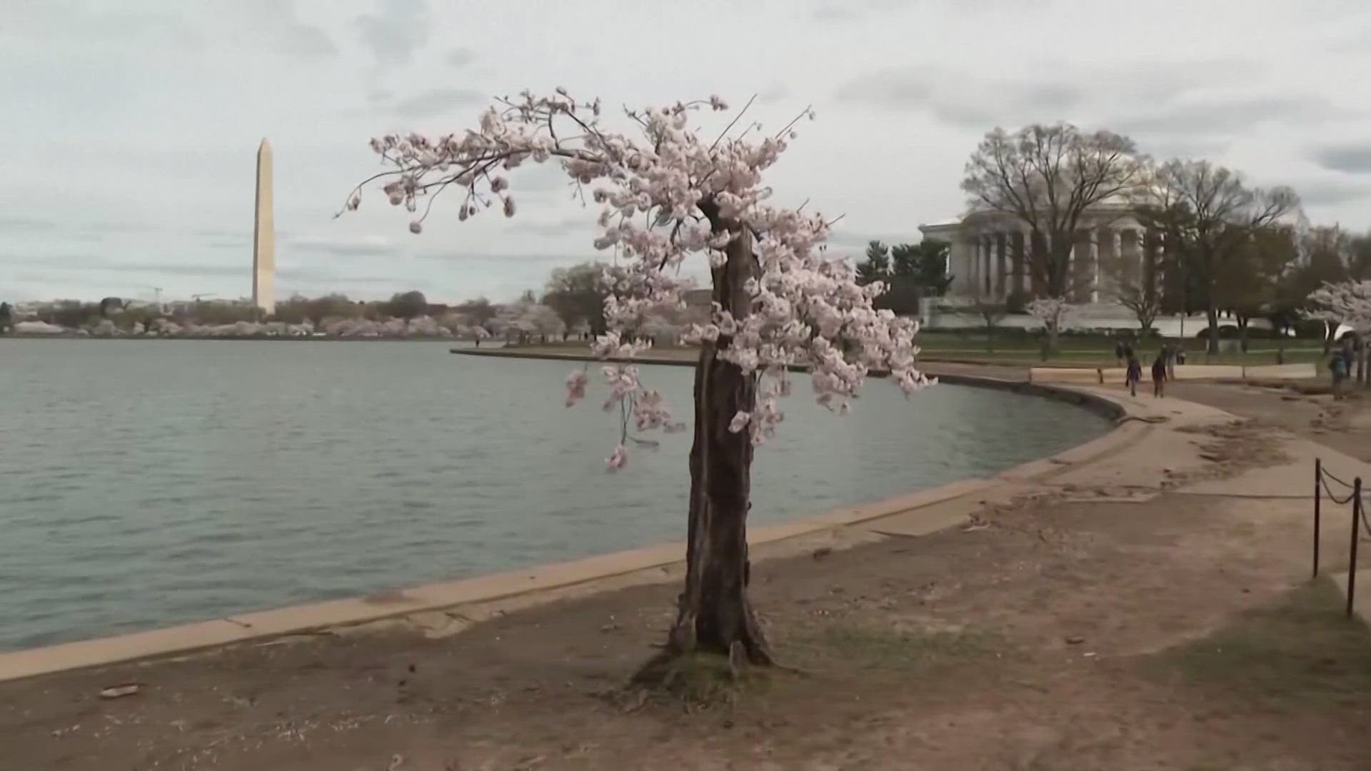 Stumpy is one of 140 cherry trees the National Park Service is removing as part of a plan to repair the sinking seawall.